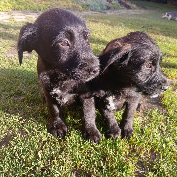 Oddam pieski w dobre ręce