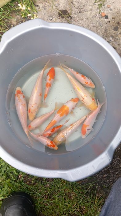 Коропи кої карп коі