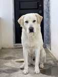 Labrador puro 11 anos para dar