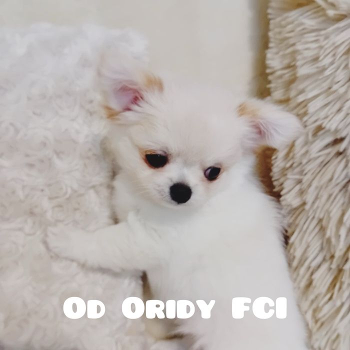 Chihuahua suczka rod ZKwP FCI