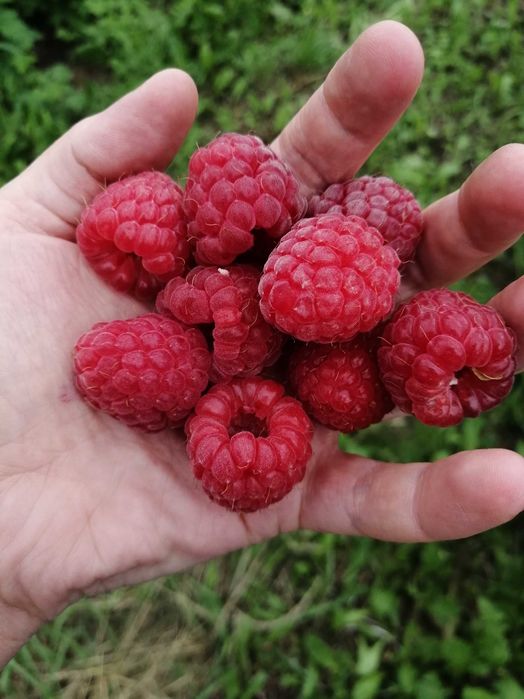 Maliny, soczyste owoce, duże i zdrose