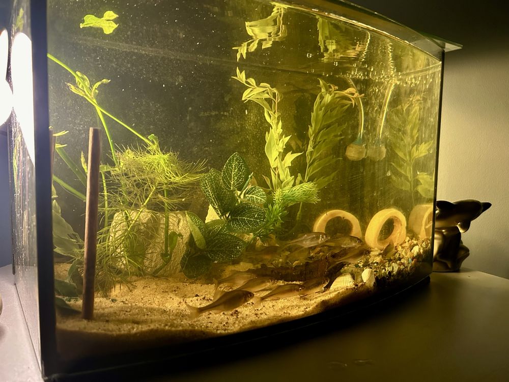 Akwarium ok 30l pokrywa LED z bogatym życiem !
