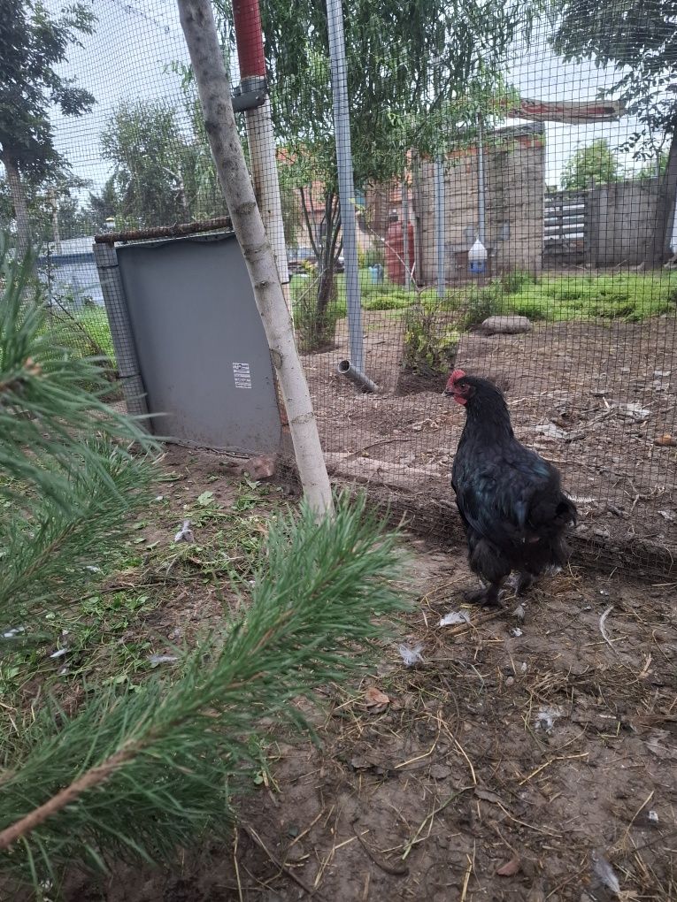 Koguty  marans, australorp, wyandotte, sandy