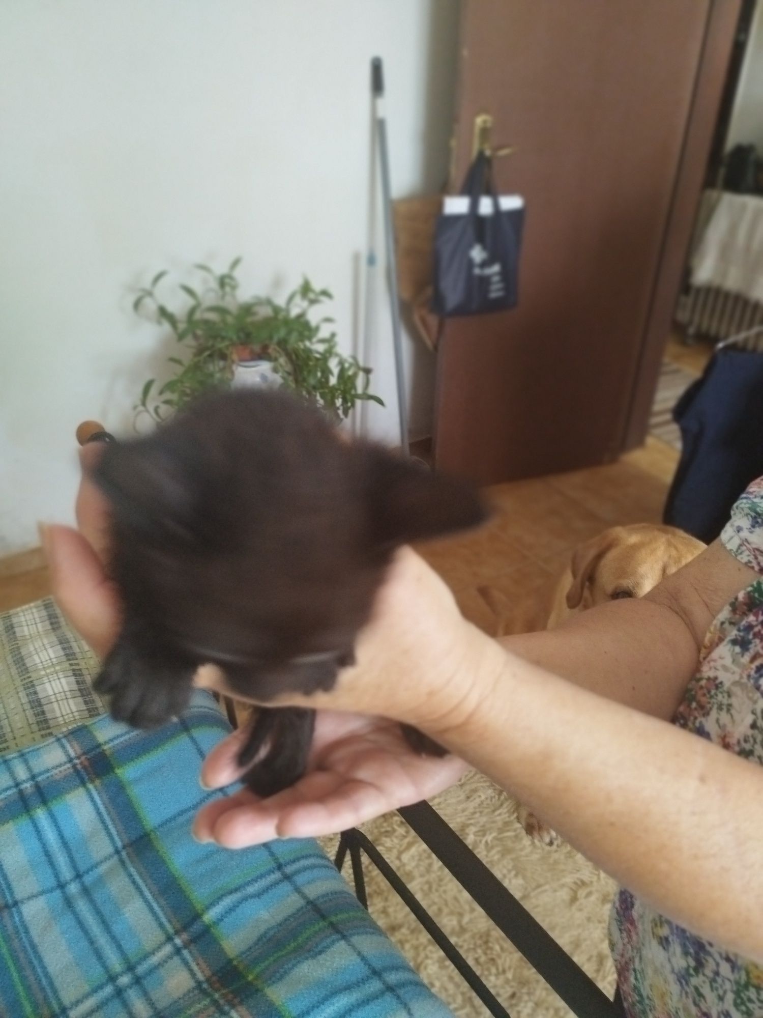 Dou gatinhos pequenos