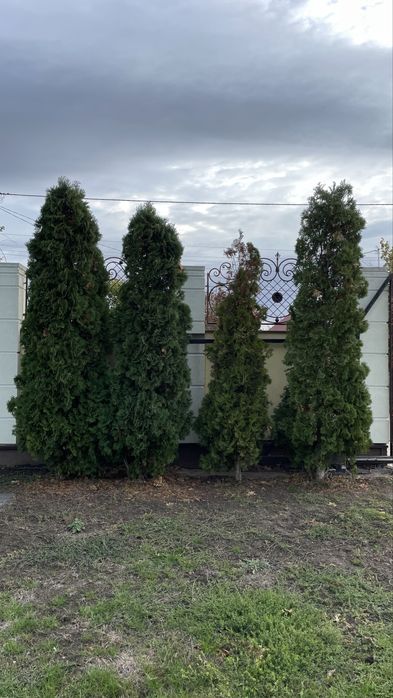 Стрижка туй, кустарников Одесса