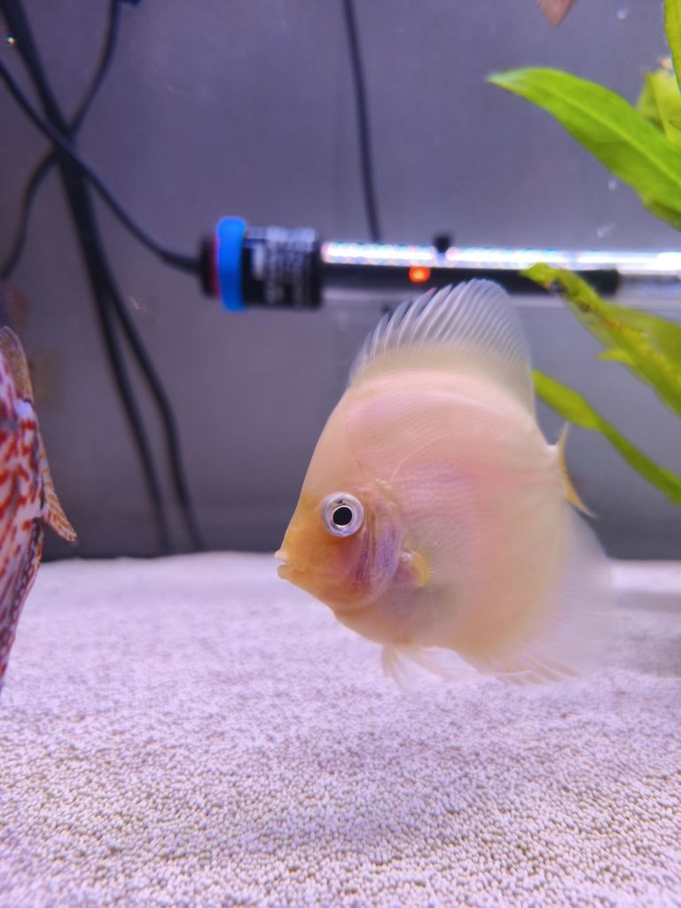 Discus Snow white
