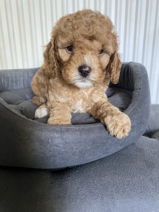 Cavapoo F1B Alex Cavapoo&Pudel miniaturowy