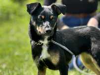 Dina do adopcji!