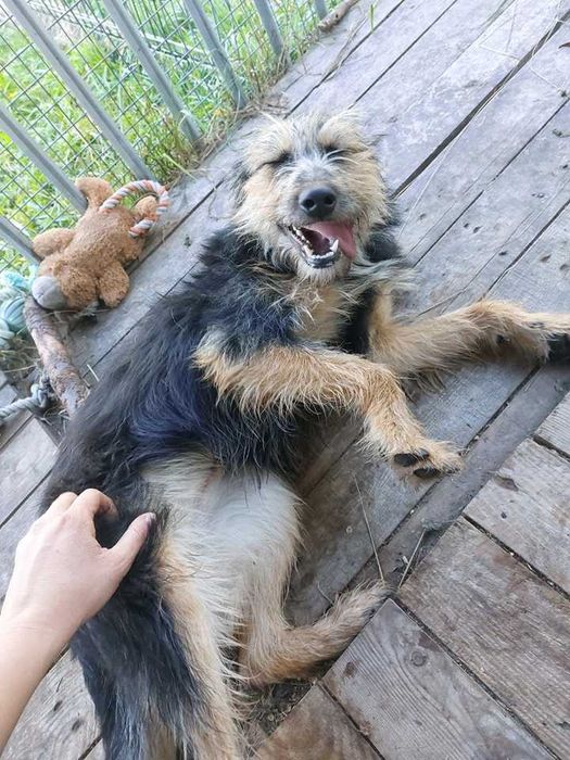 Gwiazdka szuka kochającego domku!