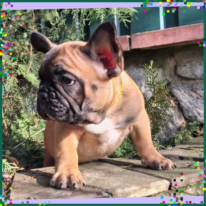 Чарівні цуценятка