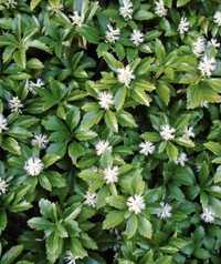 Runianka japońska (pachysandra)