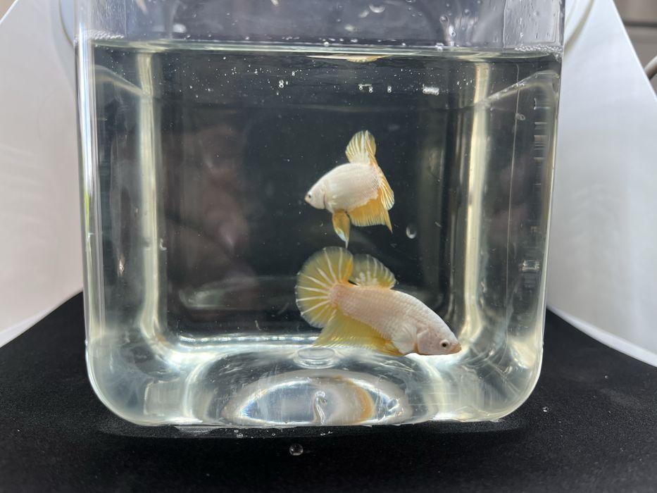 Machos betta splendens