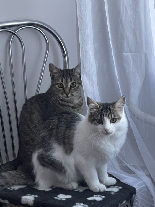 Кошенята хочуть в добрі руки