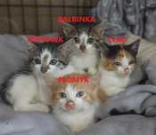 Kocie dzieci szukają domków. Adopcja.