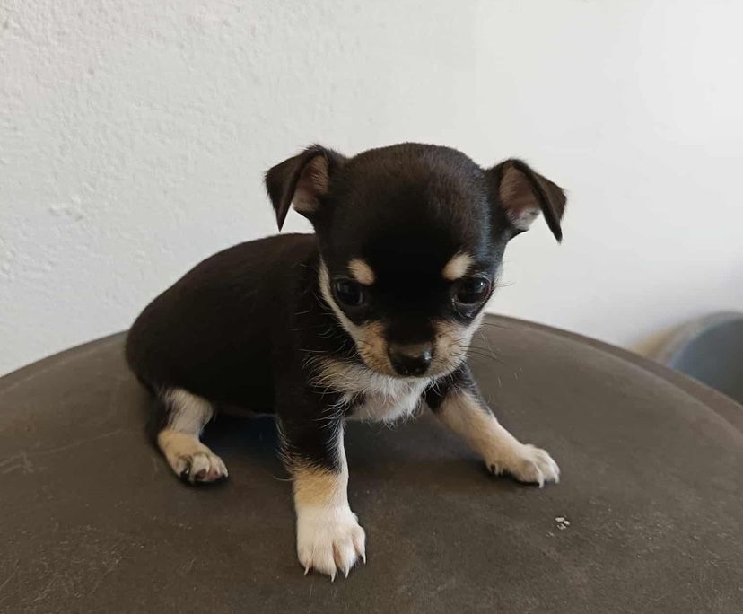 Chihuahua macho top
