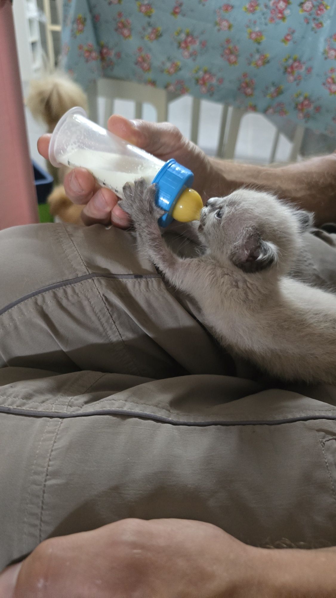 Gatinha bebé para Adoção no final do mes de Julho.