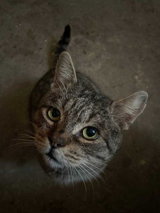 Кіт з манерами шукає дім