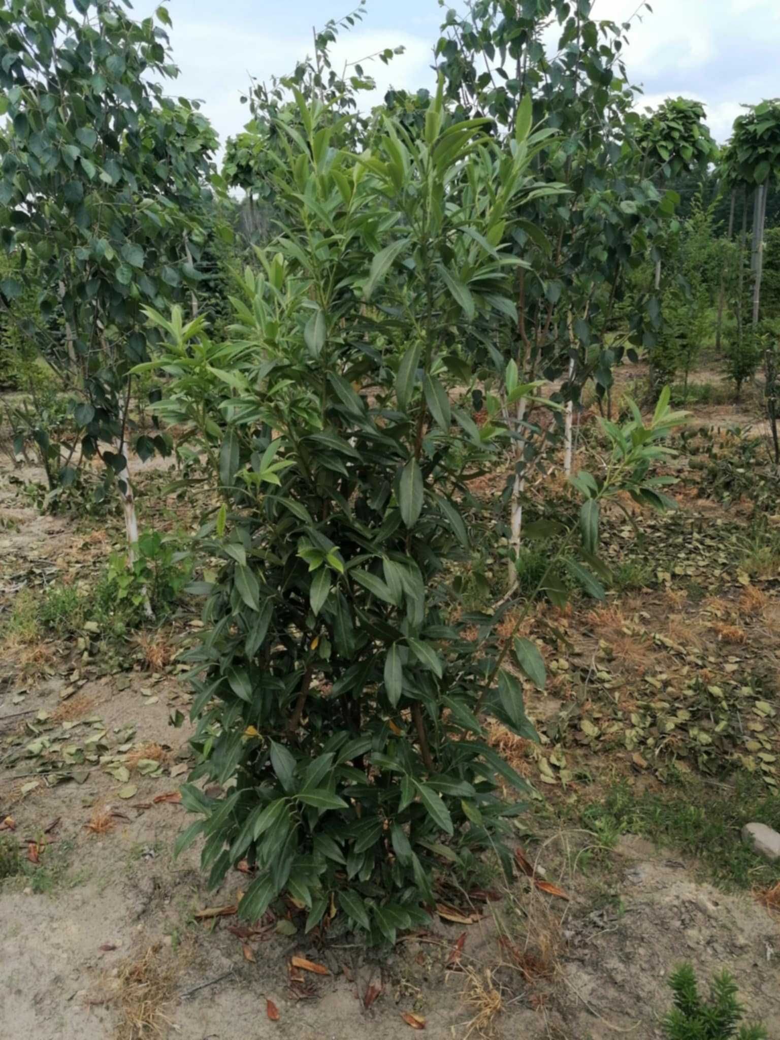 Laurowiśnia wszystkie odmiany dowóz do domu. Wymiar od 110 do 180 cm