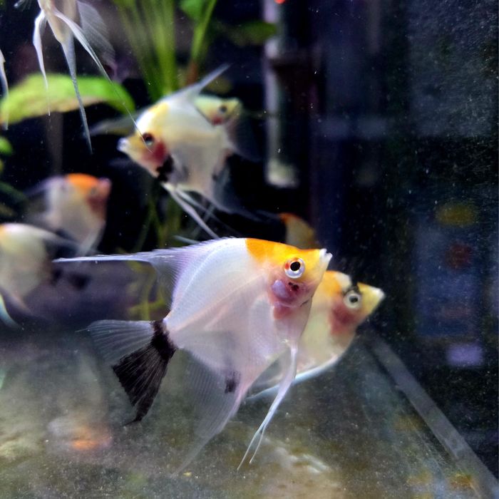 Skalar koi (wysyłamy)