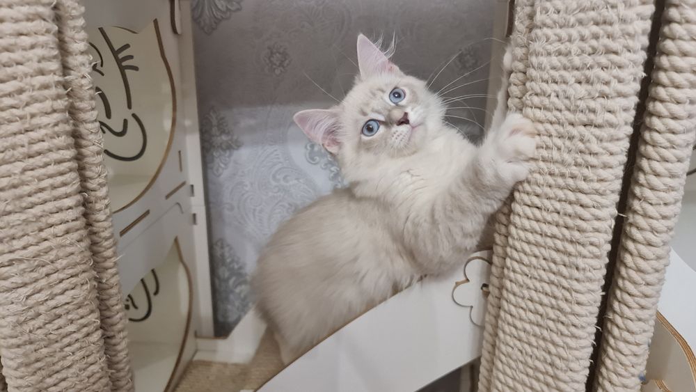 Котик сибирский (невский маскарадный)готов к переезду