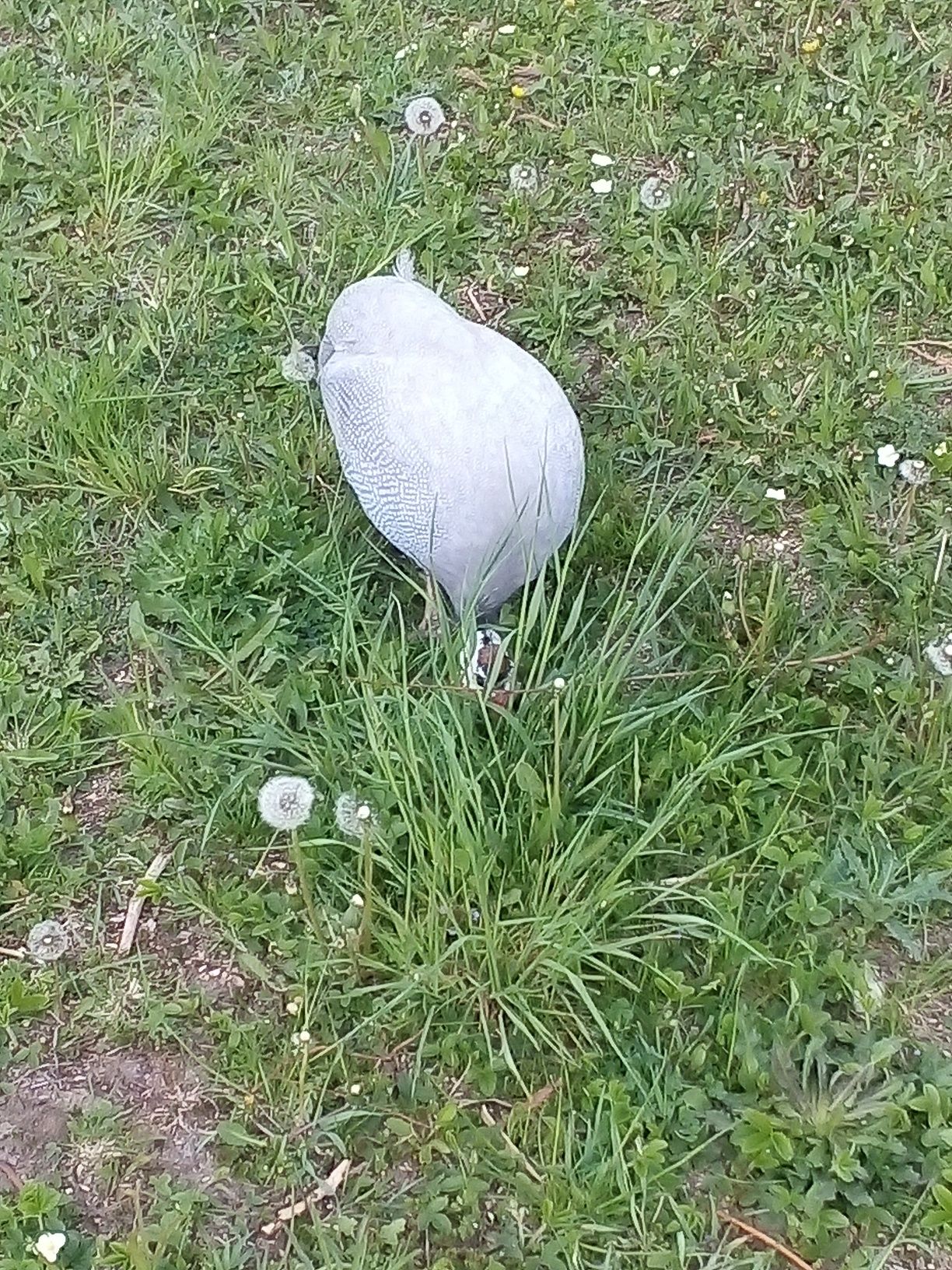 Perliczki jaja lęgowe perliczek.