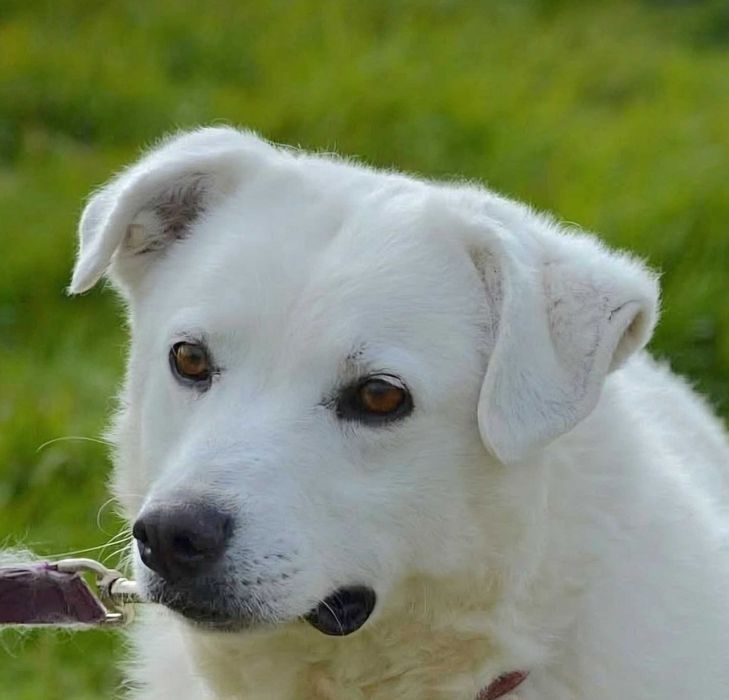 Goldenkowata Lisa czeka na dom w schronisku ADOPCJA