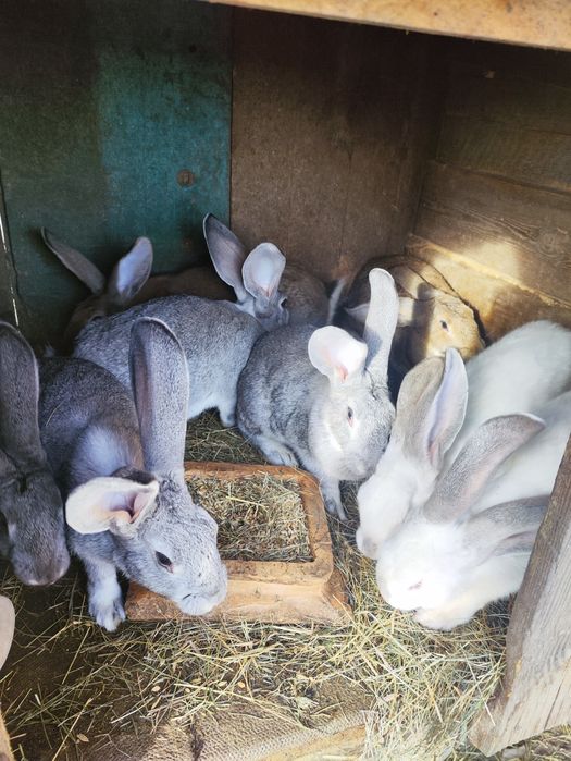 Продам кроликів.