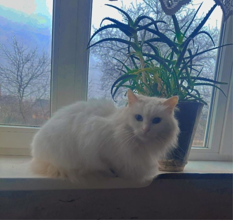 Котик у добрі руки