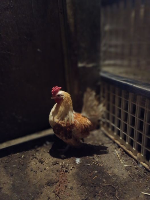 Galo garnizé adulto