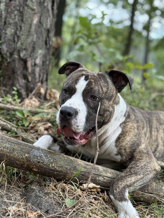 Amstaff do oddania