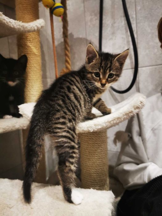 Kociaki i ich dzielna mamusia