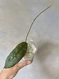 Hoya clemensiorum Aceh splash hoja kolekcjonerska 1. listna z pędem