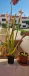 Sarracenia Leucophylla