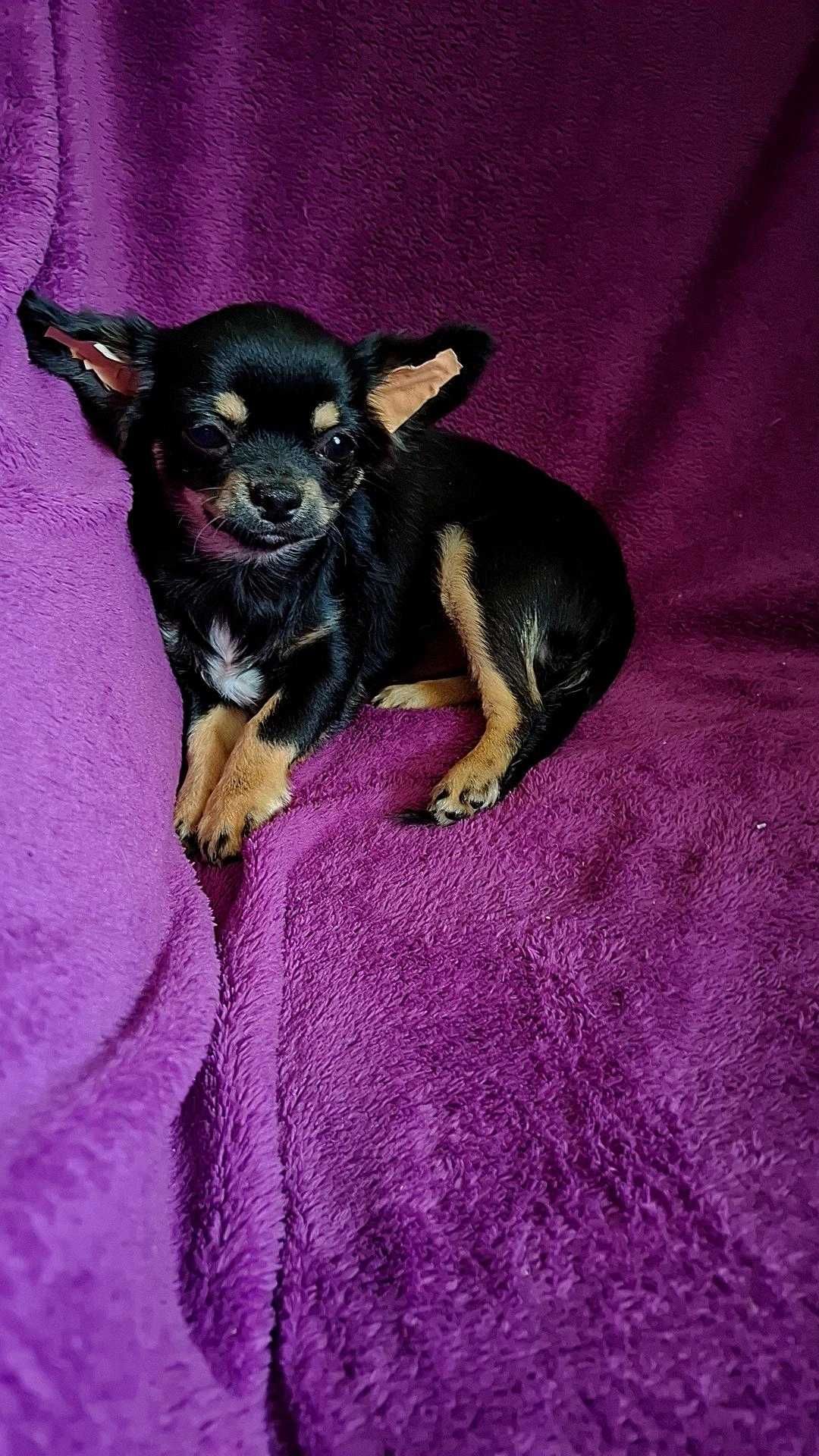 Czarno-podpalany długowłosy chihuahua samiec gotowy do odbioru/rodowód