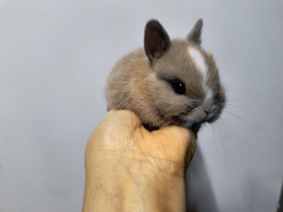 Кролик Нидерландская порода