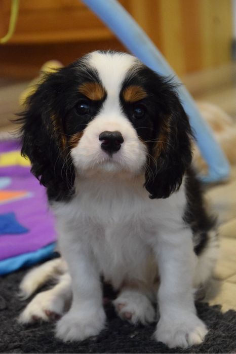 Samec Cavalier King Charles Spaniel FCI