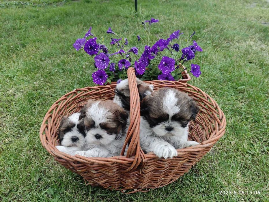 Szczeniaki Shih-tzu tricolor