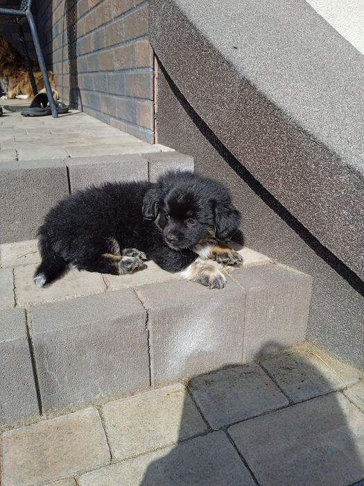 Szczeniak 3 miesiące piesek