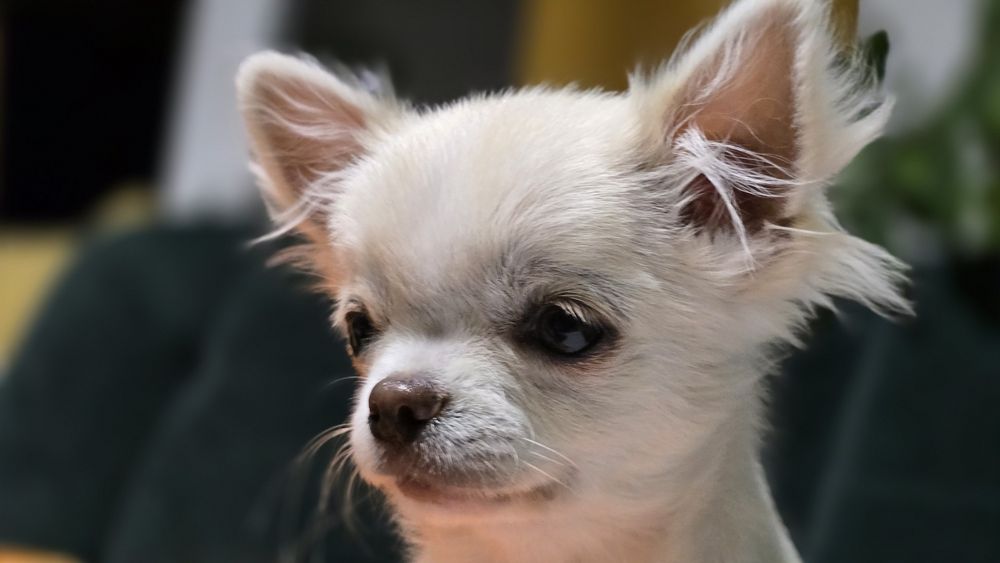 Chihuahua chłopiec