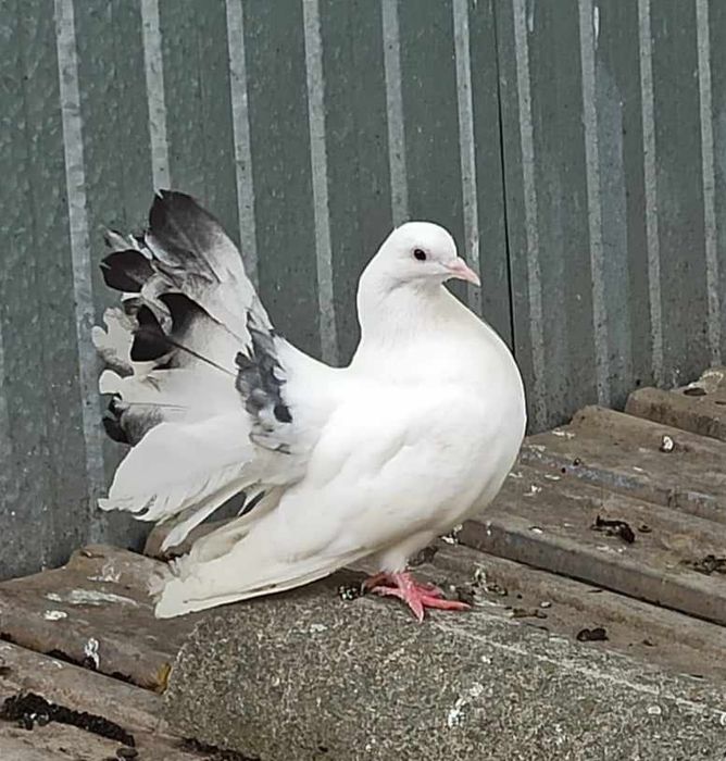 Pawiki gołębie ozdobne - samce