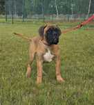Bullmastiff nie rottweiler corso szczeniak ur. 3.12.24r doskonałe skoj