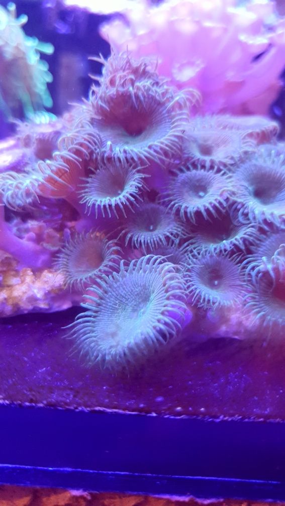 Zoanthus, Zoa, koralowiec miękki, morskie