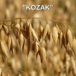 Owies kozak grube ziarno