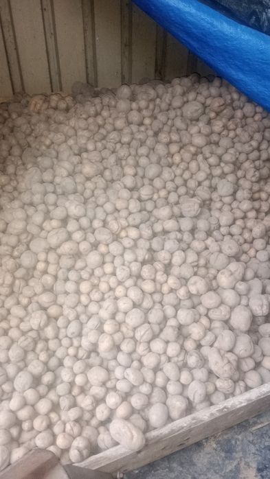 Ziemniaki niesortowane vinety jadalne