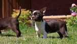 Chihuahua sunia czekoladow