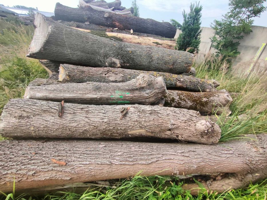 Sprzedam kłody drewna liściastego różne długości i  średnice