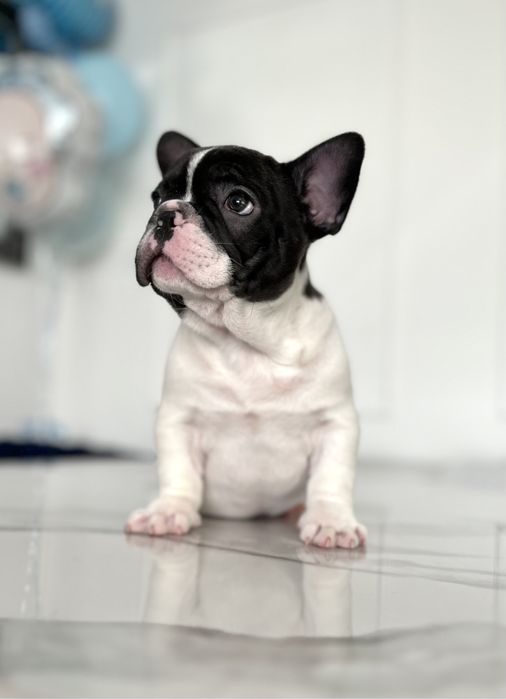 Buldog francuski piesek