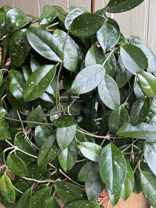 Хойя карноза, восковий плющ