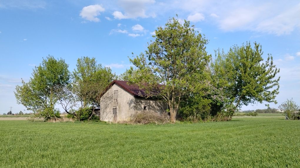 Mały dom do całkowitego remontu, siedlisko, działka 2250 m2