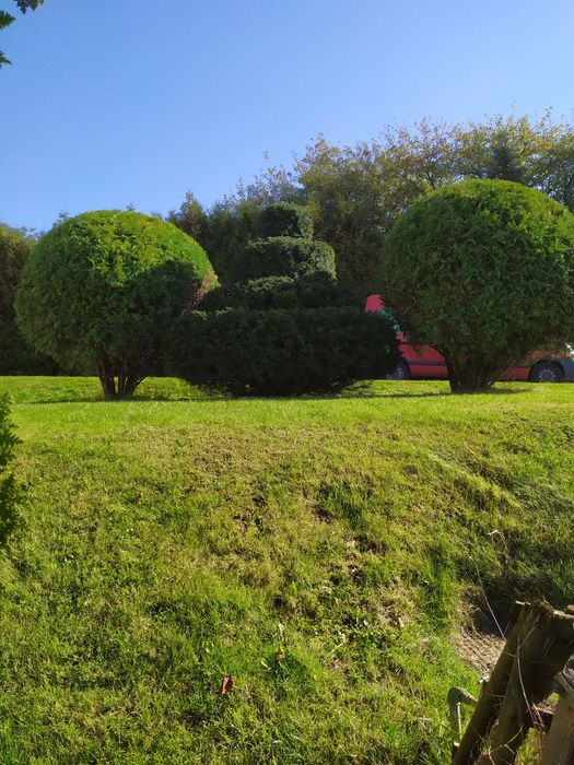 Usługi ogrodnicze glebogryzarka seperacyjna